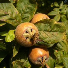   Fruits:   Mespilus germanica ; Photo by Landahlauts, flickr.com
